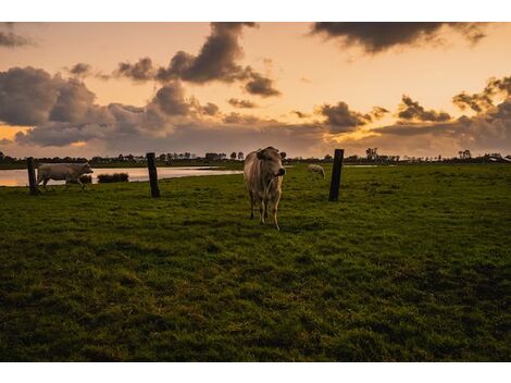 Sítios à Venda no Campo Belo